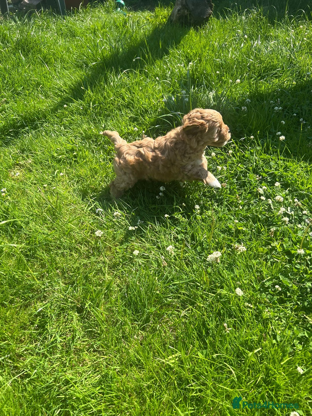 Cavapoo dogs for sale: 5* Beautiful cavapoo puppies 🐶 in Swansea - Image 24