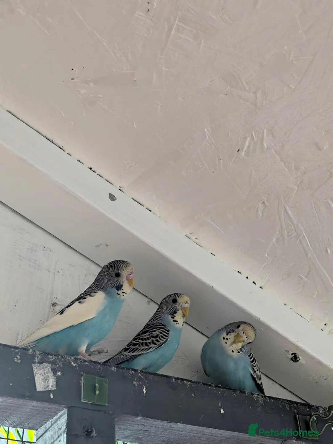 Budgerigars birds for sale: Looking forever home  in Accrington - Advert 5