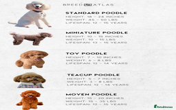 Mixed Breed dogs for sale: Moyen Poodles - Image 14