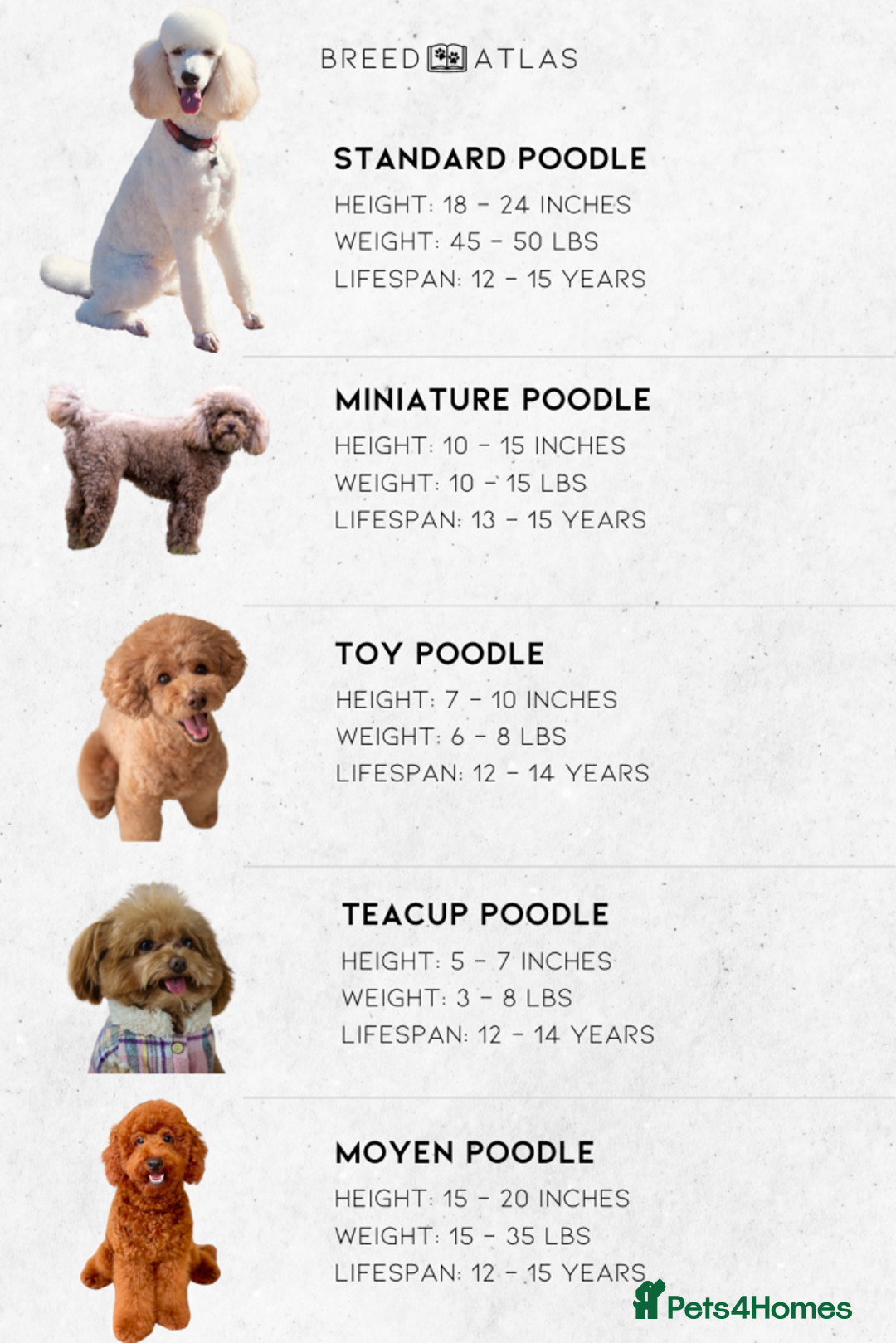Mixed Breed dogs for sale: Moyen Poodles - Image 14