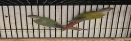 Parakeets birds for sale: Alsort cage n aviary birds  - Advert 8