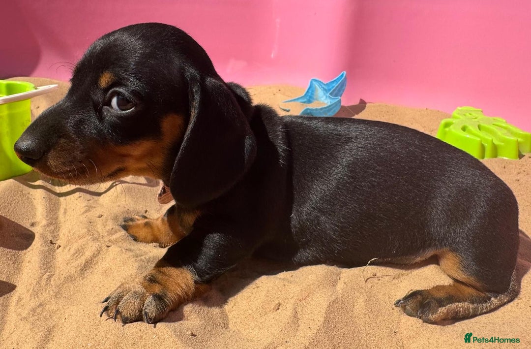 Miniature Dachshund dogs for sale: KC, PRA Clear Miniature Dachshund Puppies - Image 26