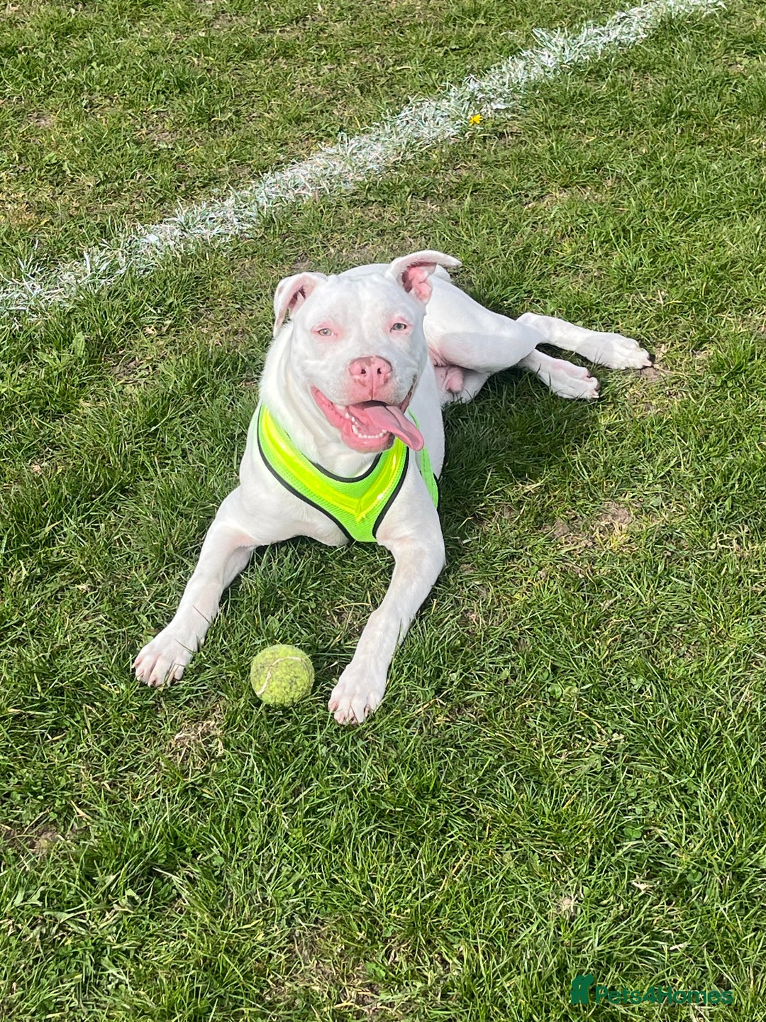 Mixed Breed dogs for sale: Henry - Advert 2