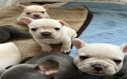French Bulldog dogs for stud: 5 PANEL HEALTH CLEAR CHARLIE VERY WELL PROVEN! - Image 19