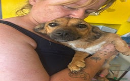 Mixed Breed dogs for adoption: Pepper - Norwich Norfolk  - Image 1