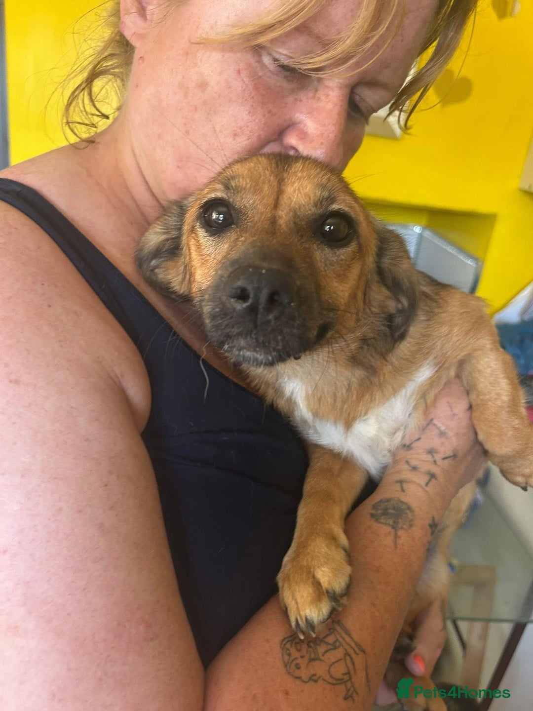 Mixed Breed dogs for adoption: Pepper - Norwich Norfolk  - Image 1