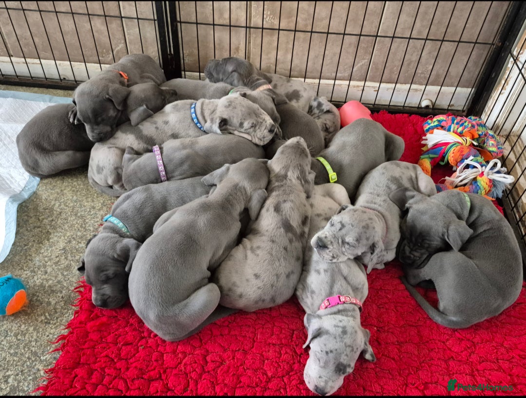 Great Dane dogs for sale: Pedigree Great Dane Babies  - Image 2