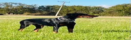 Dobermann dogs for sale: KC registered exclusive Dobermann puppies  in Wickford - Advert 15