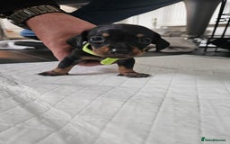 Miniature Dachshund dogs for sale: ❤️ 🐕 Miniature Dachshunds  - Image 25