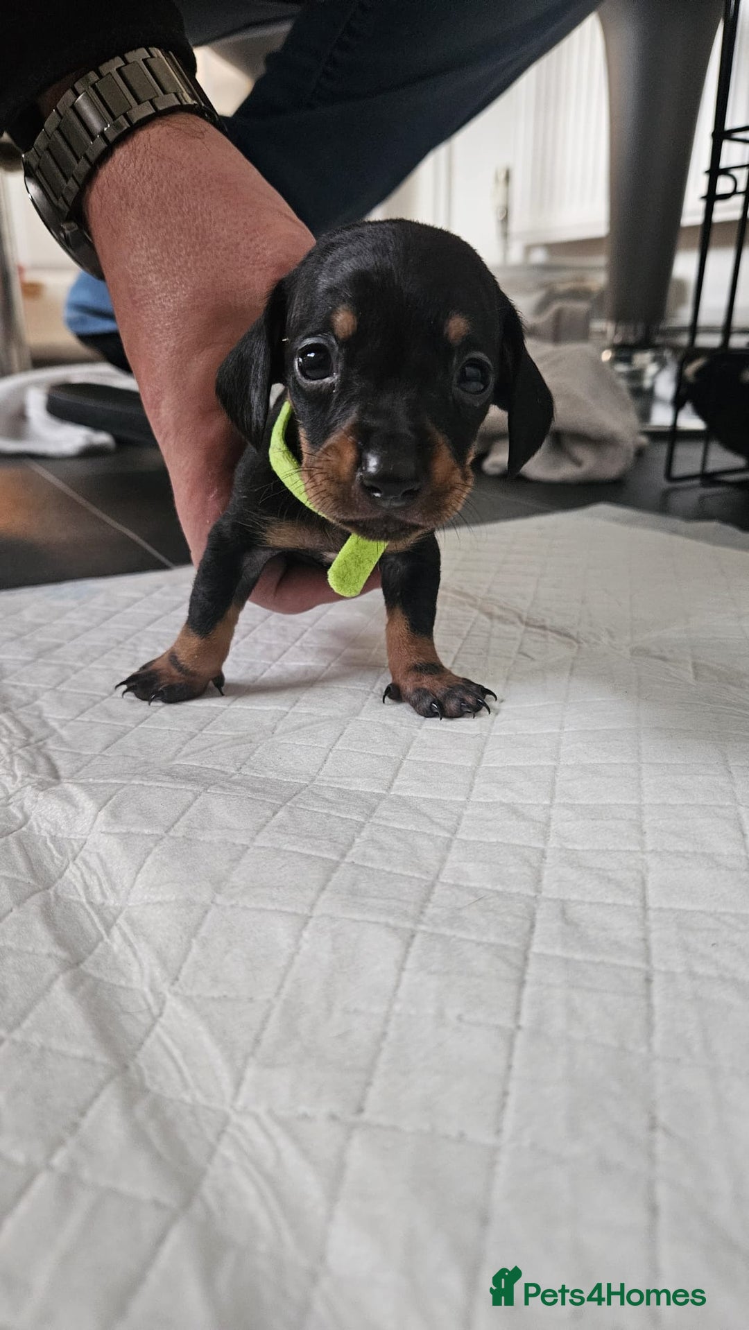 Miniature Dachshund dogs for sale: ❤️ 🐕 Miniature Dachshunds  - Image 25