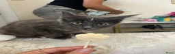 Maine Coon cats for sale: Maincoon kitten last girl  - Advert 4