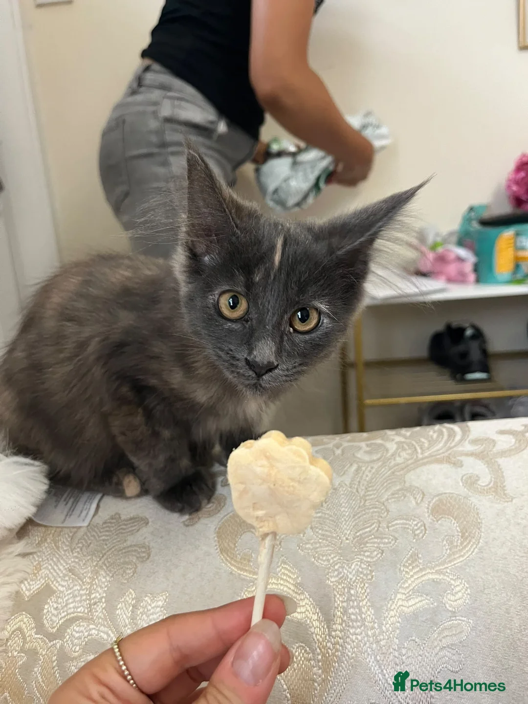 Maine Coon cats for sale: Maincoon kitten last girl  - Advert 4