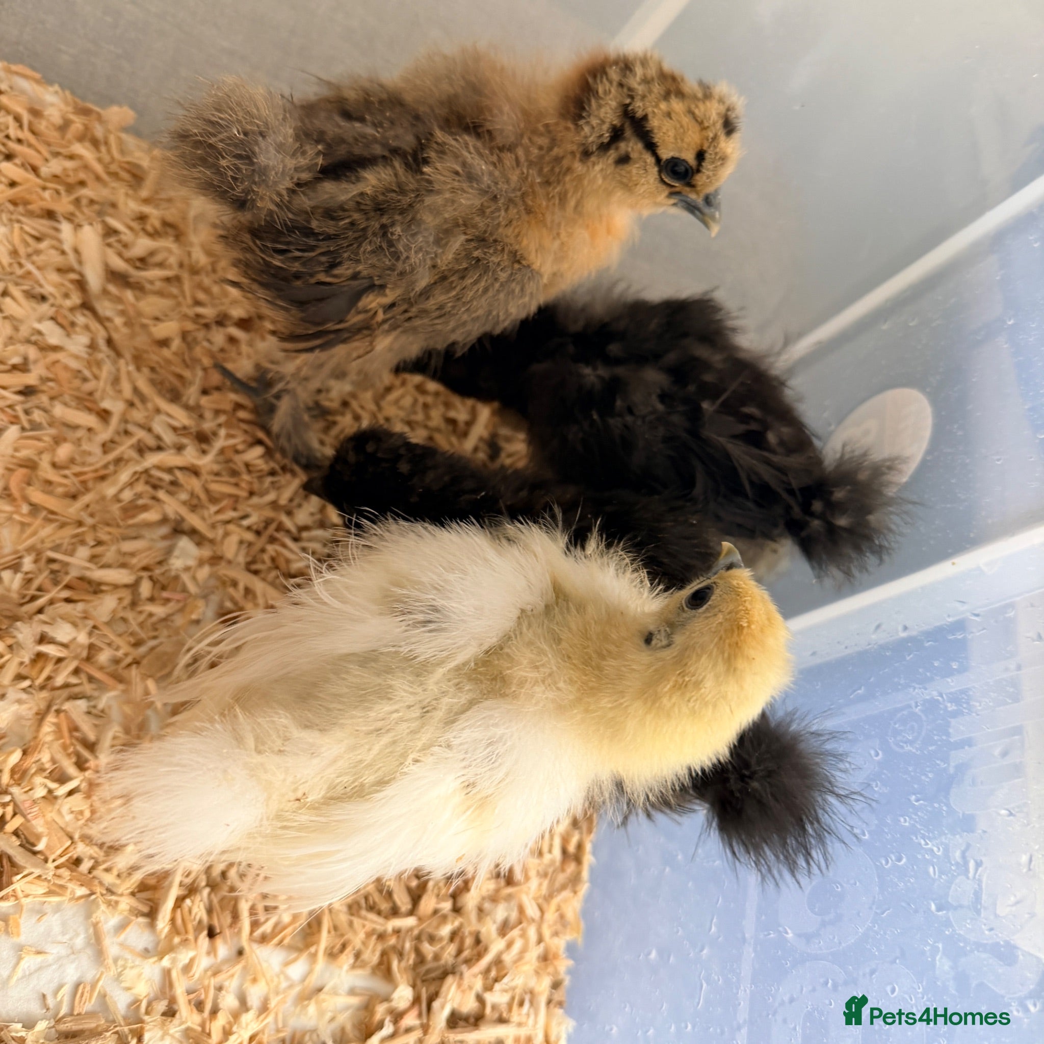 Chickens poultry Silkie chicks  - Advert 2