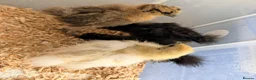 Chickens poultry for sale: Silkie chicks  - Advert 2