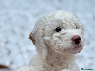 Australian Labradoodle dogs Exceptionally bred for Health! Temperament! Looks! - Advert 2