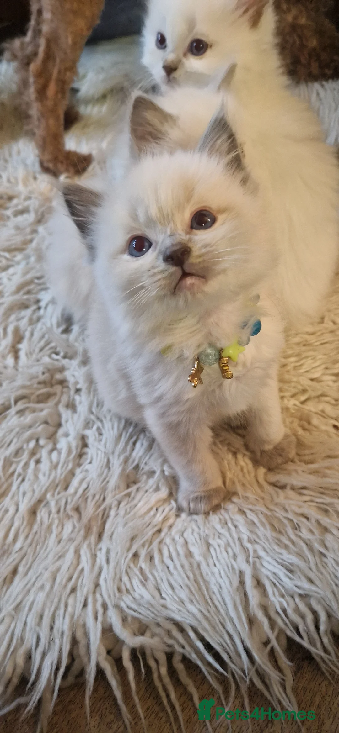 Ragdoll cats for sale: Gorgeous pure bred ragdoll  - Advert 2