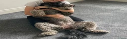 Double Doodle dogs for sale: Ultimate Double Doodles - lovely temperaments - Advert 17