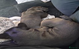 French Bulldog dogs for sale: 2x French bulldogs - Image 4