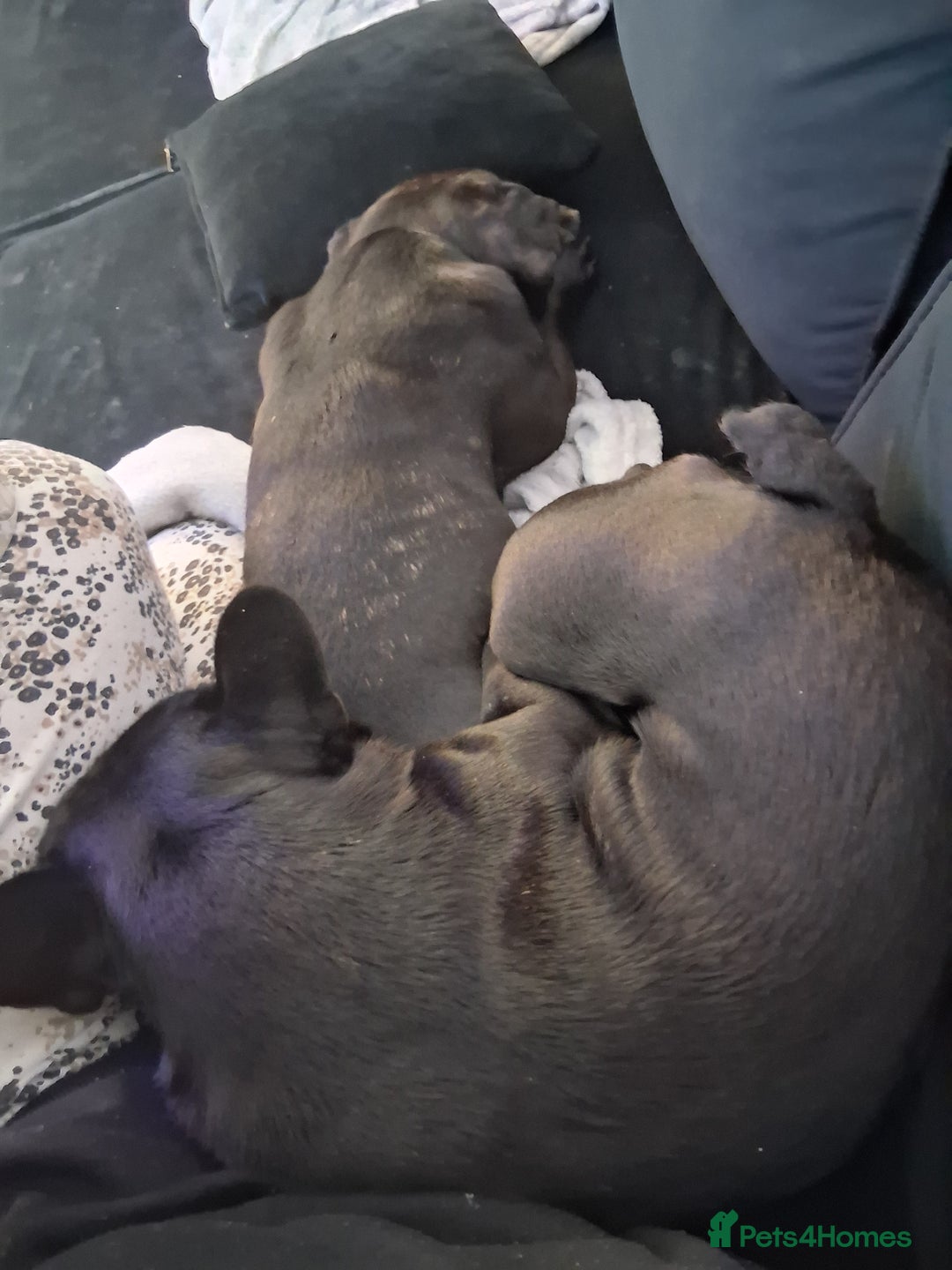 French Bulldog dogs for sale: 2x French bulldogs - Image 4