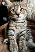 Bengal cats 25 d3c Bengal X KittensWith Famous References! - Advert 2