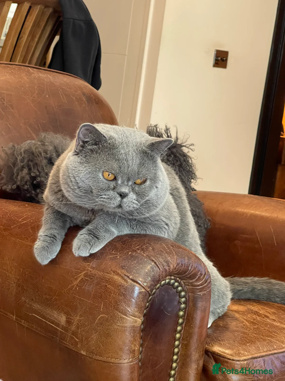 British Shorthair cats for sale: Stunning British Shorthair Pedigree Active Male - Advert 4