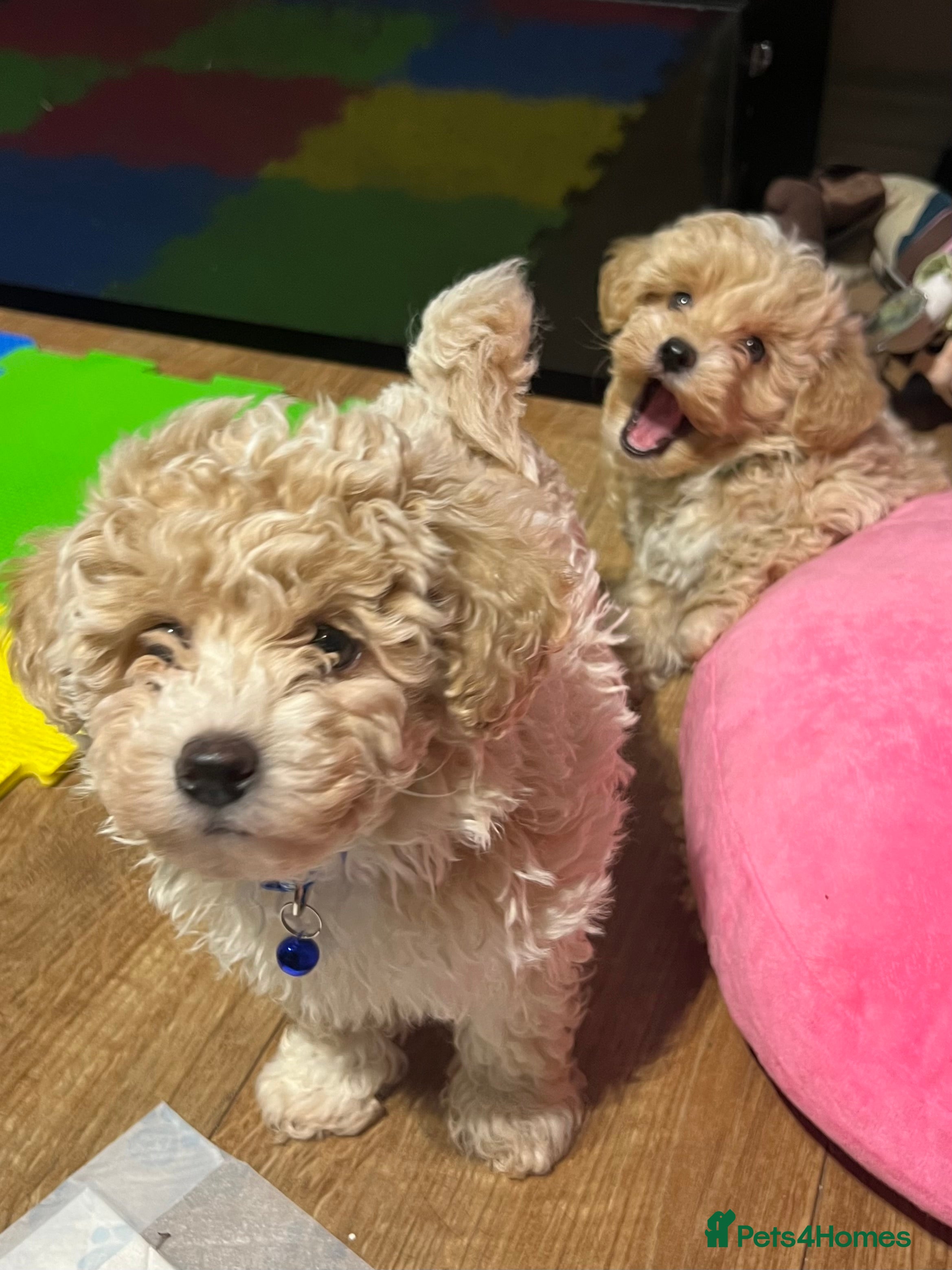 Maltipoo dogs Maltipoo F1 Males💙 - Advert 2