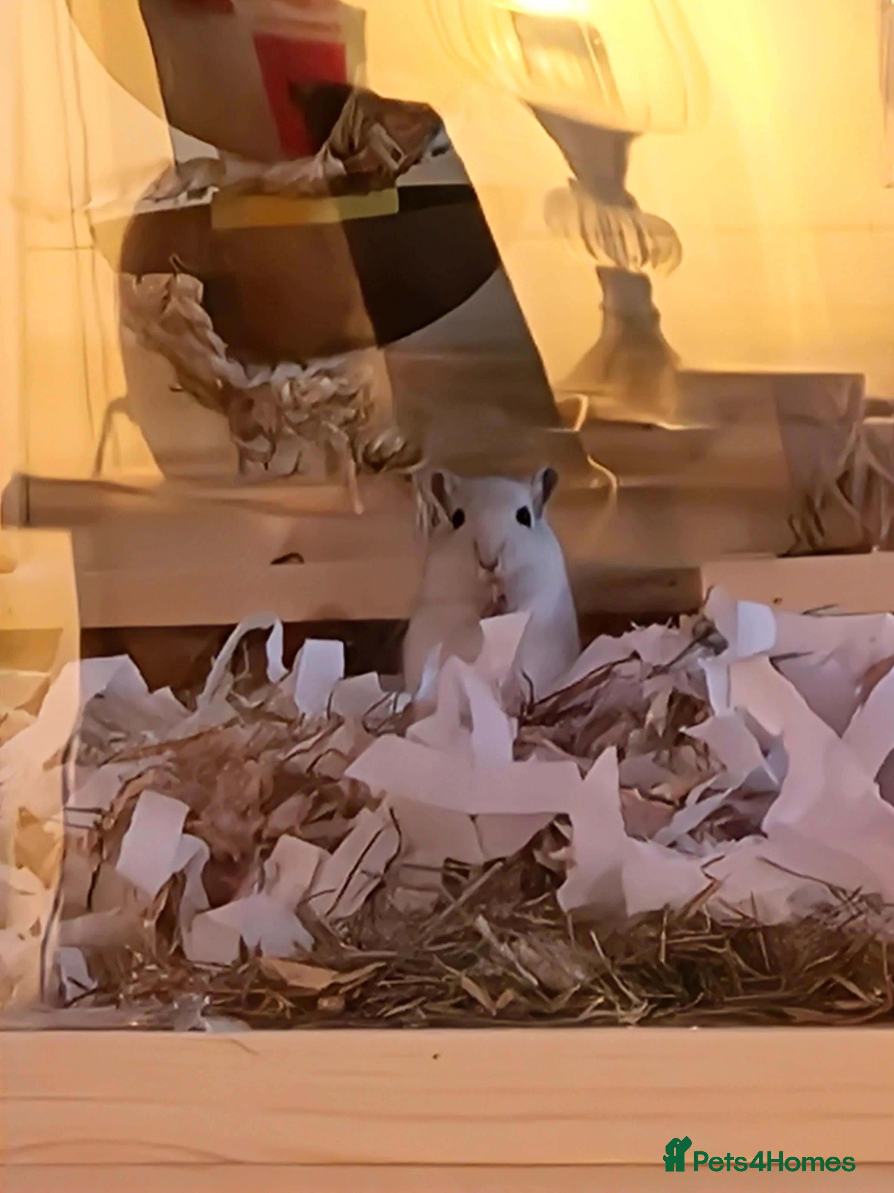 Gerbil rodents 2 baby female gerbils  - Advert 1