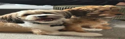 Mixed Breed dogs for sale: Female Puppy for sale - Advert 2