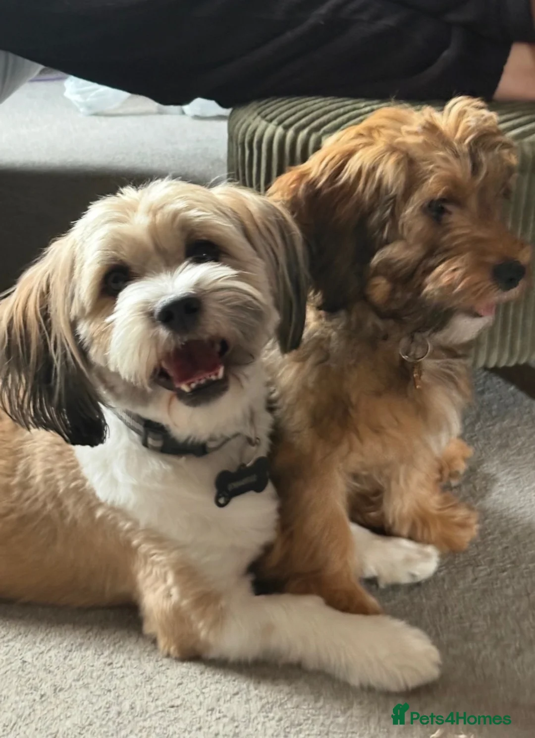 Mixed Breed dogs for sale: Female Puppy for sale - Advert 2