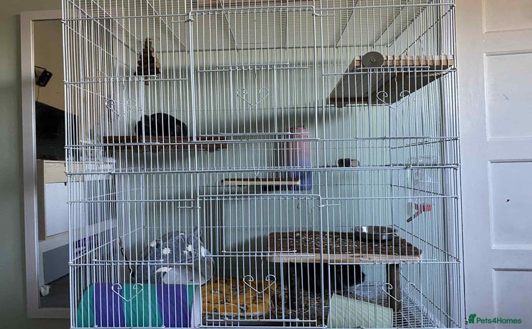 Chinchilla rodents - Advert 1