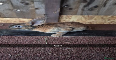 Rex rabbits - Advert 2