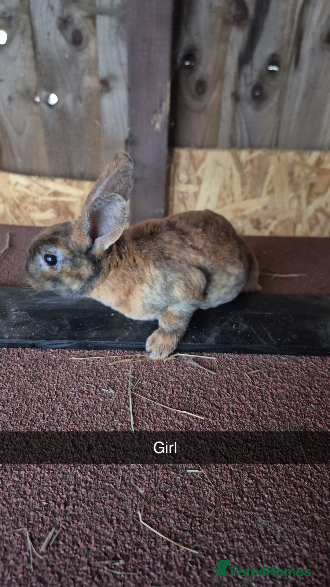 Rex rabbits for sale: Baby Rex rabbits 8 weeks old  - Image 2