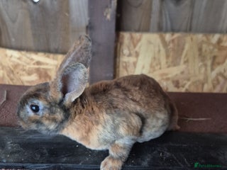 Rex rabbits - Advert 7