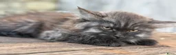 Maine Coon cats for sale: Stunning Maine coon x kitten  - Advert 5