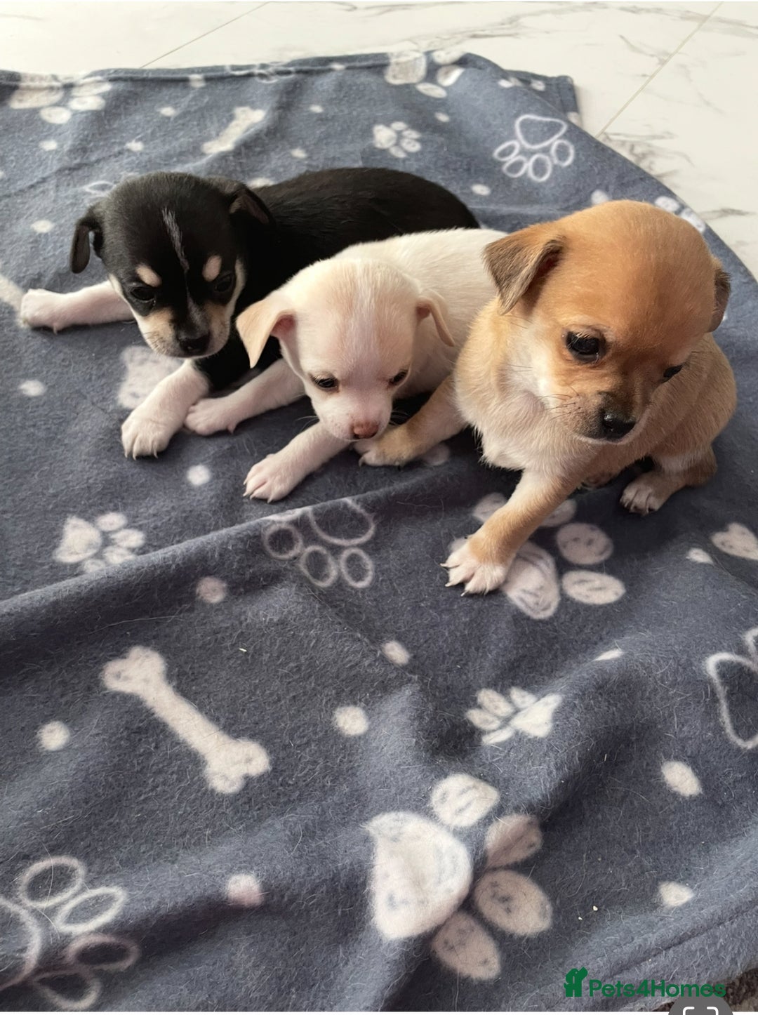 Chihuahua dogs for sale: Chihuahua Puppy 3 - 2 boy, 1 girl  chihuahua  - Image 1