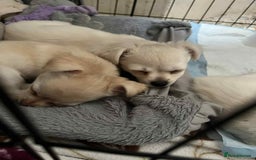 Chihuahua dogs for sale: Long haired chihuahua  - Image 1