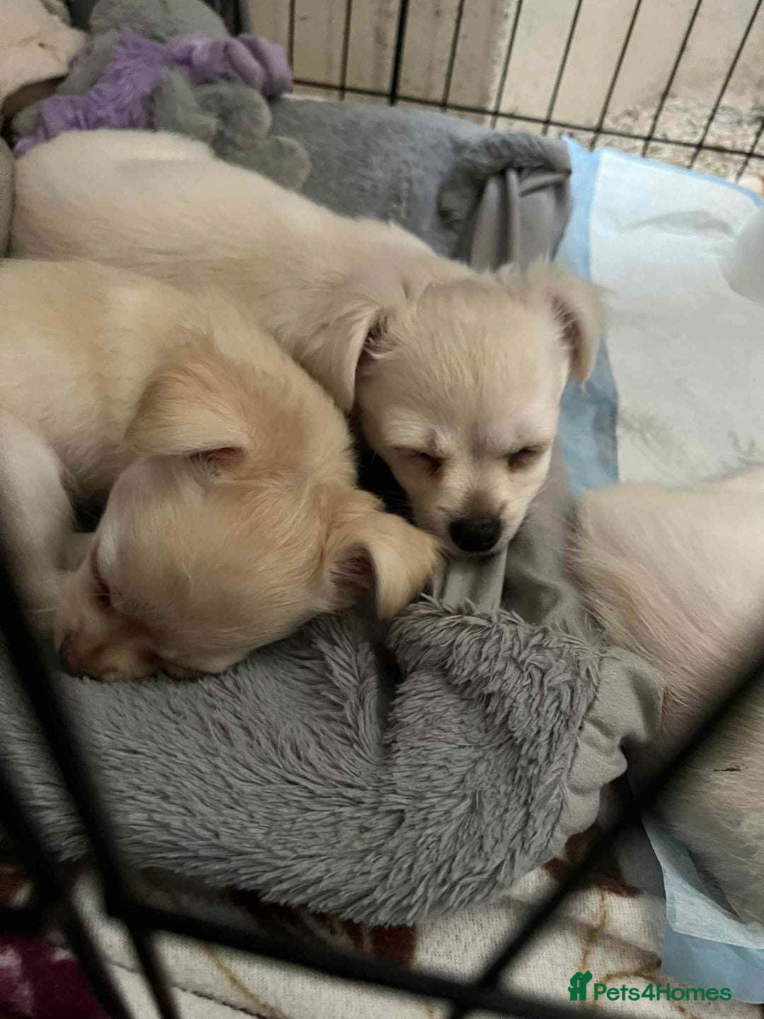 Chihuahua dogs for sale: Long haired chihuahua  - Image 1