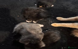 Mixed Breed cats for sale: Mixed litter of kittens  - Image 7