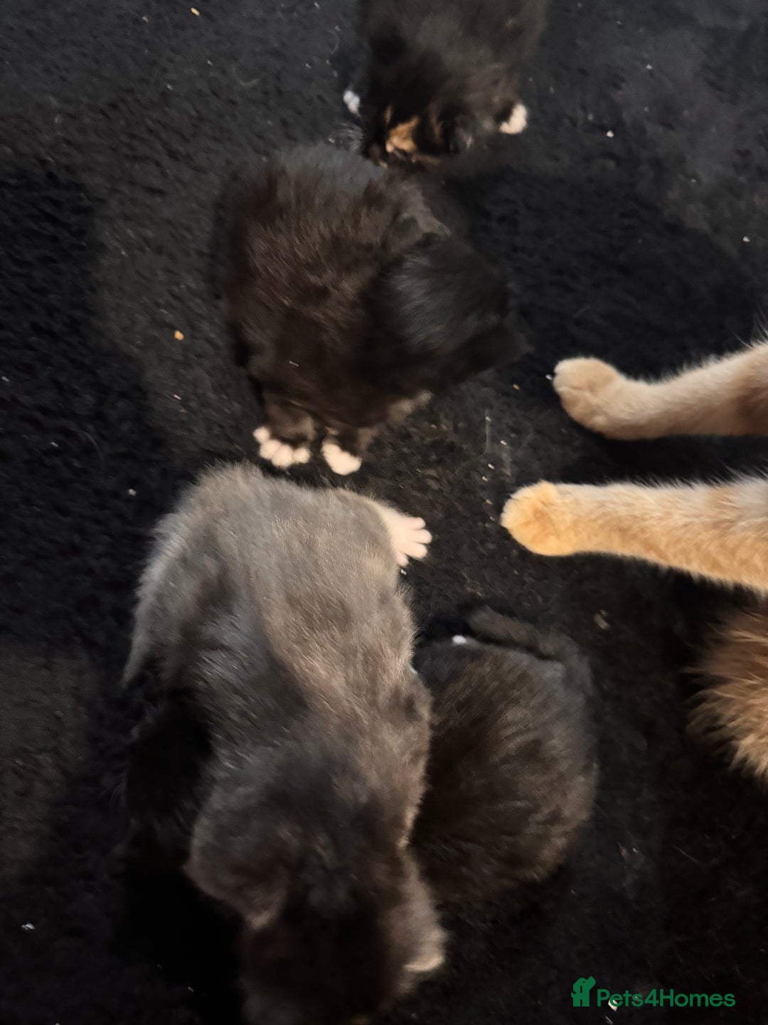 Mixed Breed cats for sale: Mixed litter of kittens  - Image 7