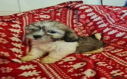 Mixed Breed dogs for sale: Tebetan terrier x shih tzu  - Image 11