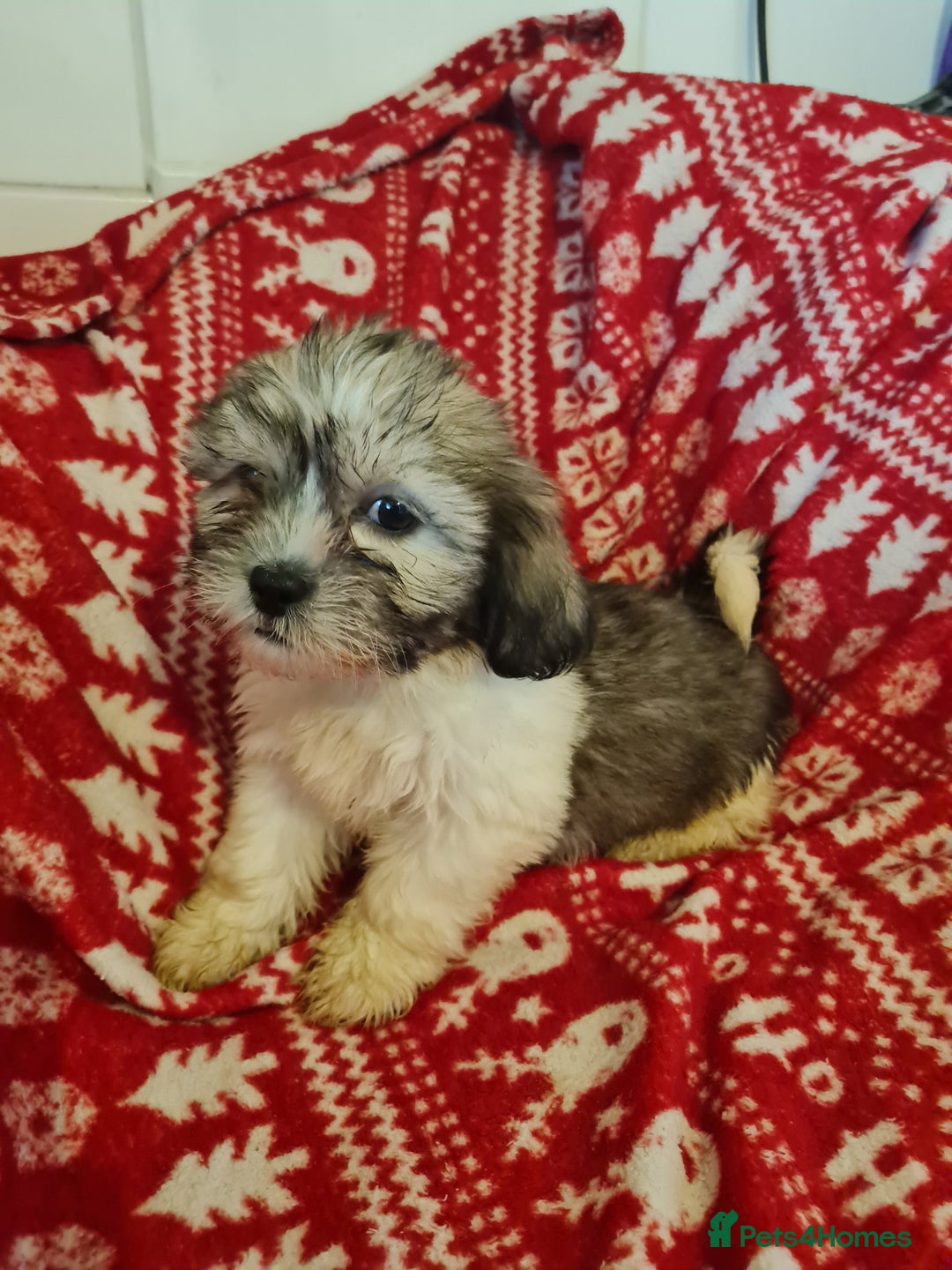 Mixed Breed dogs for sale: Tebetan terrier x shih tzu  - Image 11