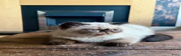 Exotic cats for sale: Last remaining Seal Point Female - Advert 7