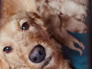 Labradoodle dogs Medium sized F1b Labradoodles - Advert 3