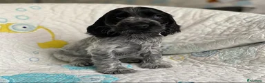 Cocker Spaniel 6