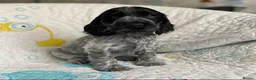 Cocker Spaniel dogs for sale: Blue Roans Cocker Spaniel. - Advert 7