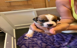 Jack Russell dogs for sale: 6 Jack Russell Puppies  - Image 6