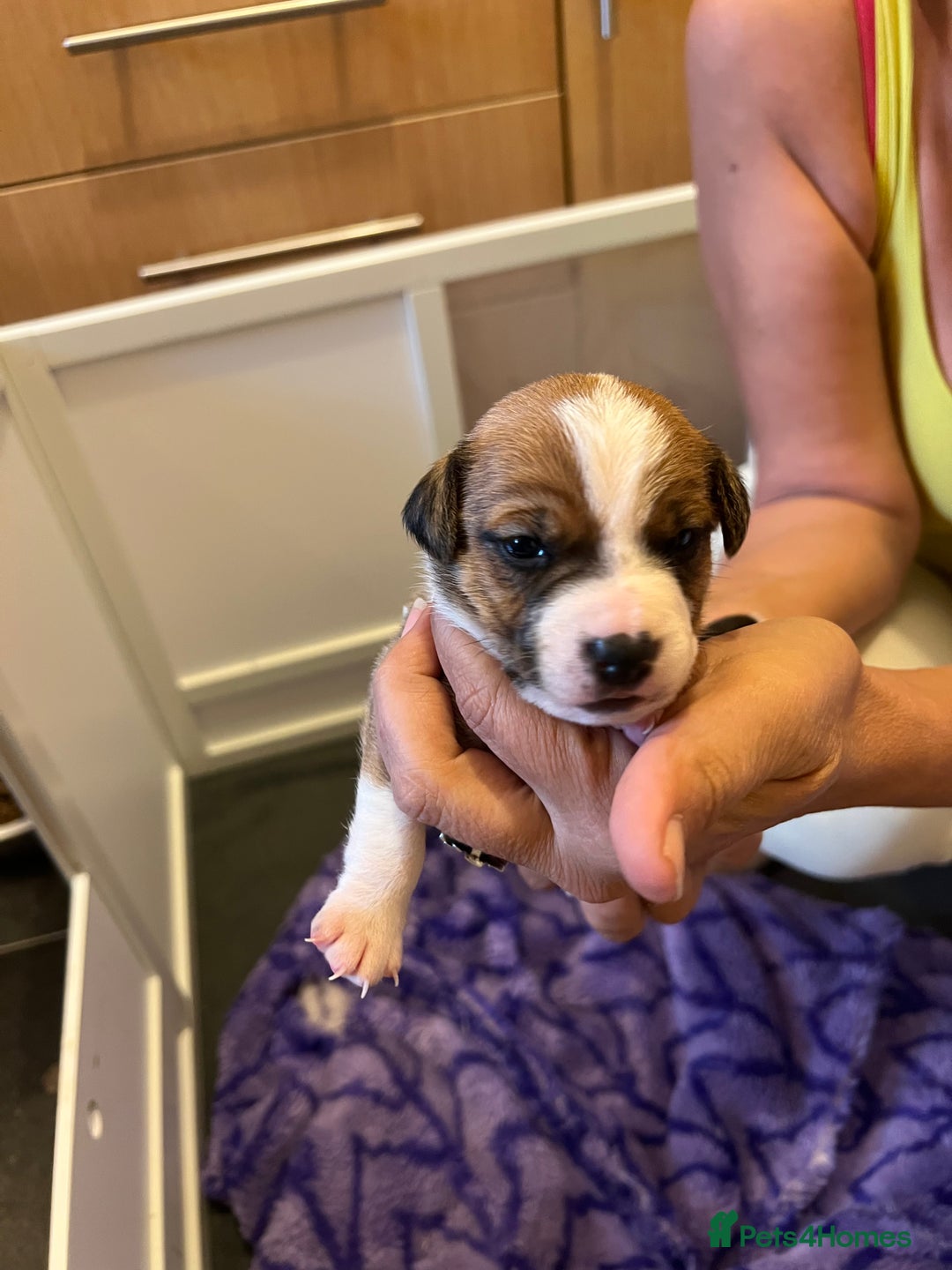 Jack Russell dogs for sale: 6 Jack Russell Puppies  - Image 6