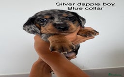 Miniature Dachshund dogs for sale: Beautiful Miniature Dachshund Puppies  - Image 1