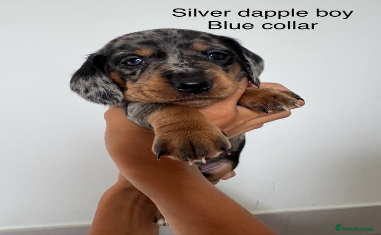 Miniature Dachshund dogs - Advert 4