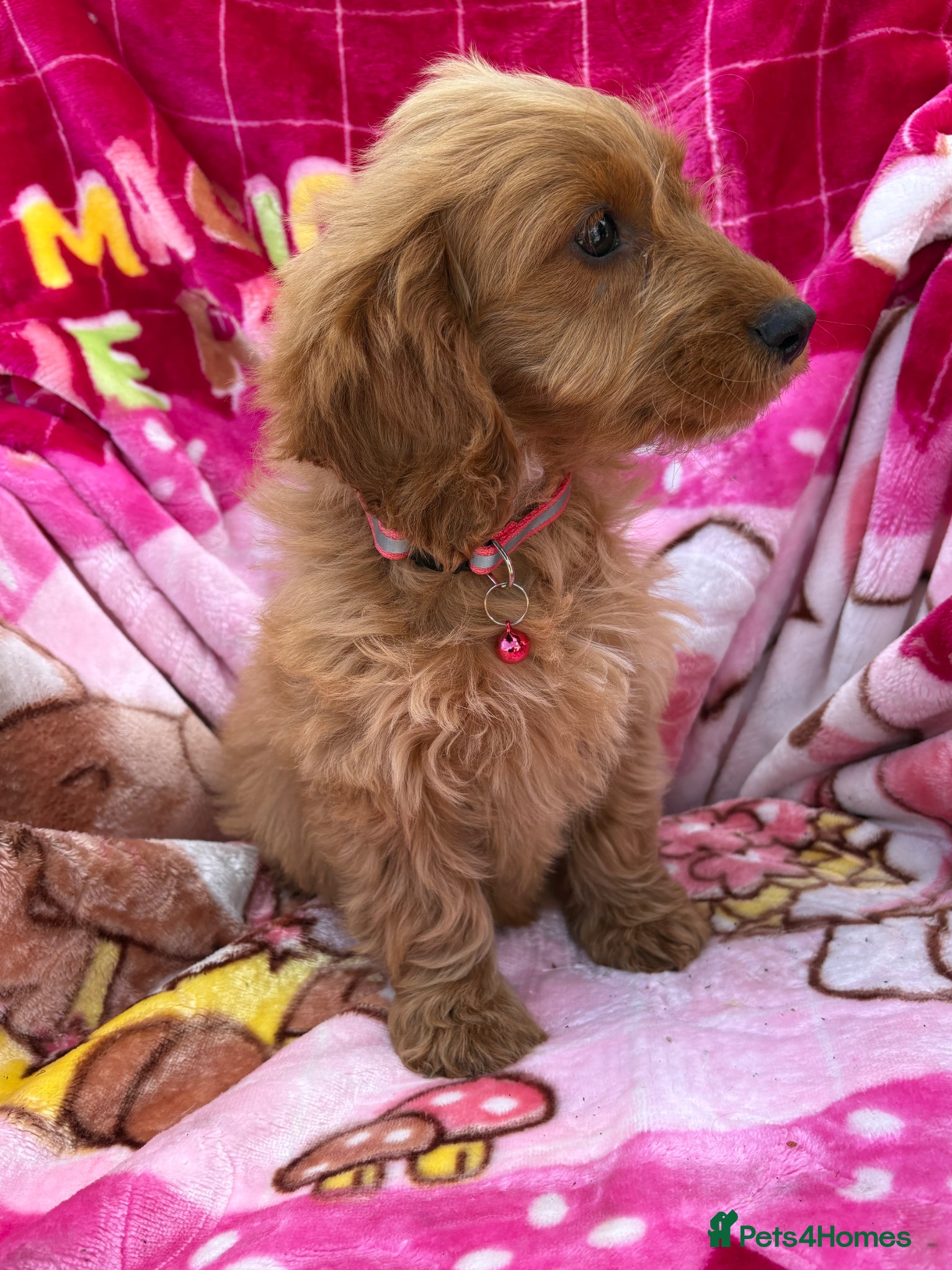 Cockapoo dogs Girl Cockerpoo  - Advert 1